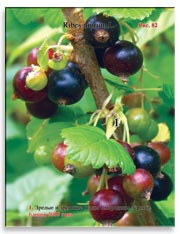 Смородина чёрная (Ribes nigrum L.)