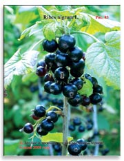 Смородина чёрная (Ribes nigrum L.)