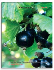 Смородина чёрная (Ribes nigrum L.)