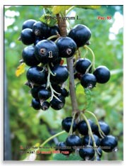 Смородина чёрная (Ribes nigrum L.)