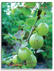 Крыжовник (Rubes uva-crispa L.)