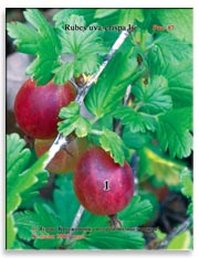 Крыжовник (Rubes uva-crispa L.)