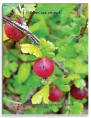 Крыжовник (Rubes uva-crispa L.)