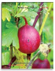 Крыжовник (Rubes uva-crispa L.)
