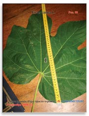 Огромный лист фигового дерева (Ficus carica L.) в 2008 году