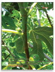 Огромные листья фигового дерева (Ficus carica L.) в 2009 году