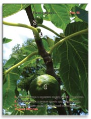 Несколько поколений плодов на ветках Фигового дерева (Ficus carica L.)