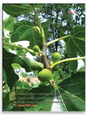 Несколько поколений плодов на ветках Фигового дерева (Ficus carica L.)