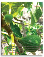 Несколько поколений плодов на ветках Фигового дерева (Ficus carica L.)