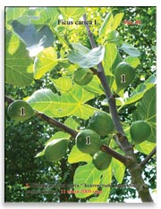 Несколько поколений плодов на ветках Фигового дерева (Ficus carica L.)