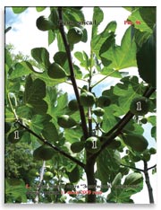 Несколько поколений плодов на ветках Фигового дерева (Ficus carica L.)