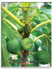Несколько поколений плодов на ветках Фигового дерева (Ficus carica L.)