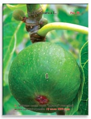 Несколько поколений плодов на ветках Фигового дерева (Ficus carica L.)