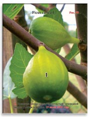 Плоды сорта «Золотистый» на ветках Фигового дерева (Ficus carica L.)