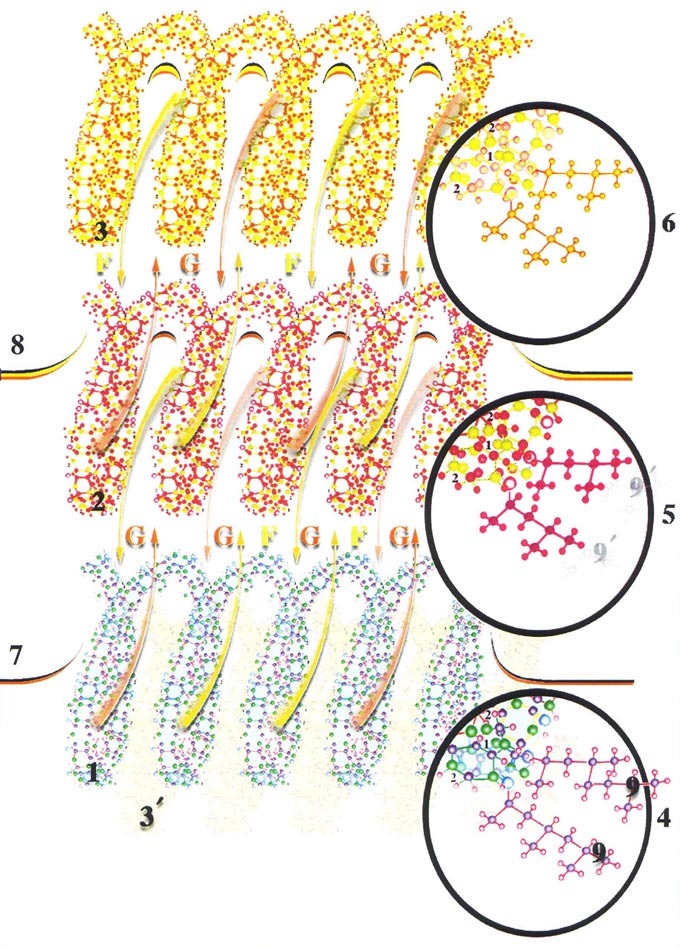 вновь присоединённые к молекуле ДНК атомы увеличивают молекулярный вес молекулы и изменяют пространственную структуру.