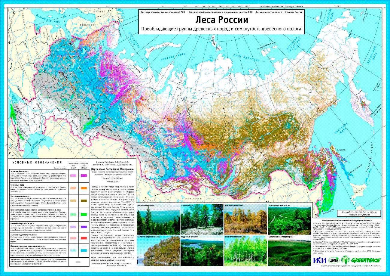 Карта лесов России