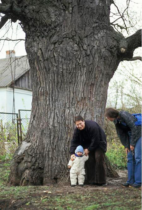 Крупнейший дуб в России, 430 лет
