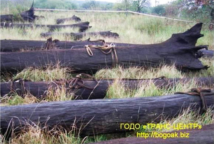 Морёный дуб