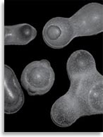 Неизвестный древний артефакт из Приморья