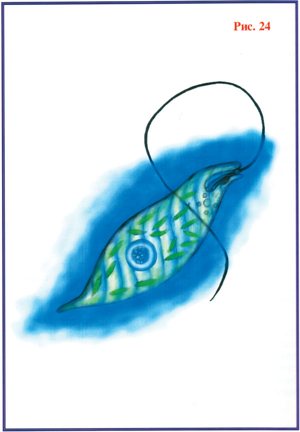 Рисунок_24