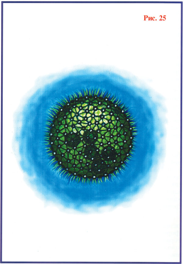 Рисунок_25